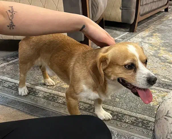 واگذاری سگ خونگی|سگ|اهواز, گلستان|دیوار