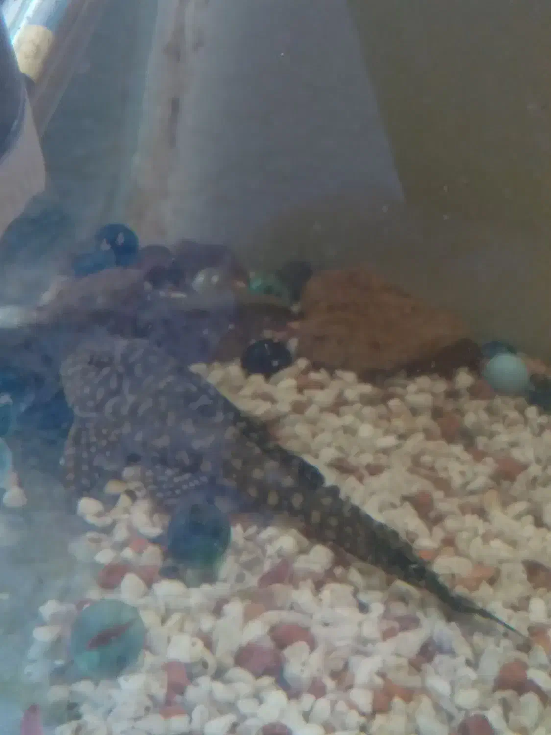 ماهی پرت و لجن خوار|ماهی|شاهرود, |دیوار