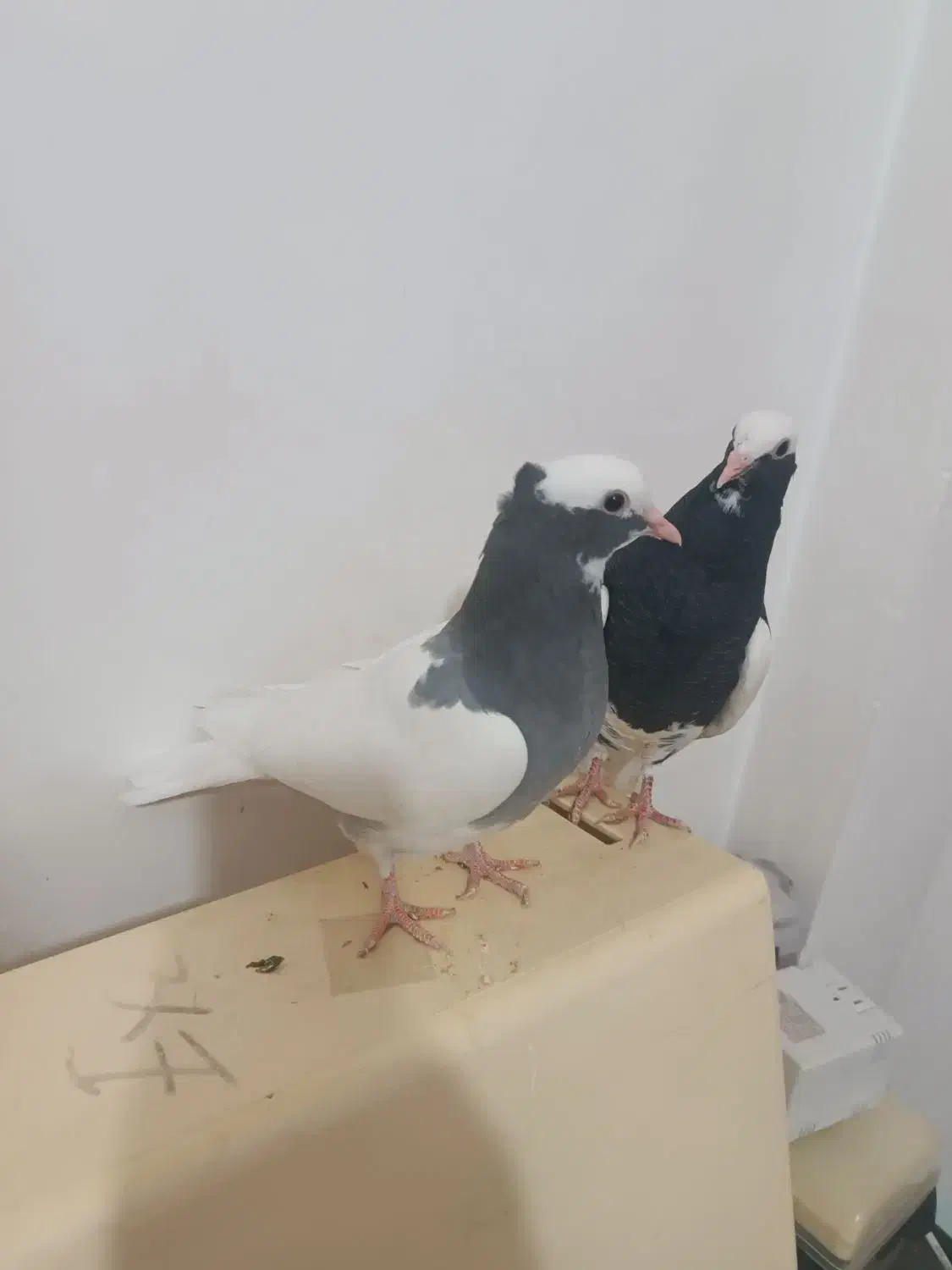 زیر خاکی   طوق سبز و سیاه بینظیر|پرنده|صدرا-فارس, فاز ۱|دیوار