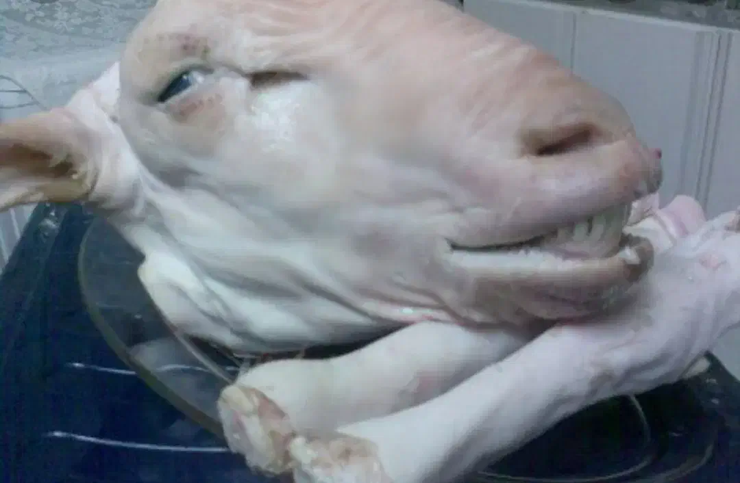 کله و پاچه|خوردنی و آشامیدنی|رشت, فلسطین|دیوار