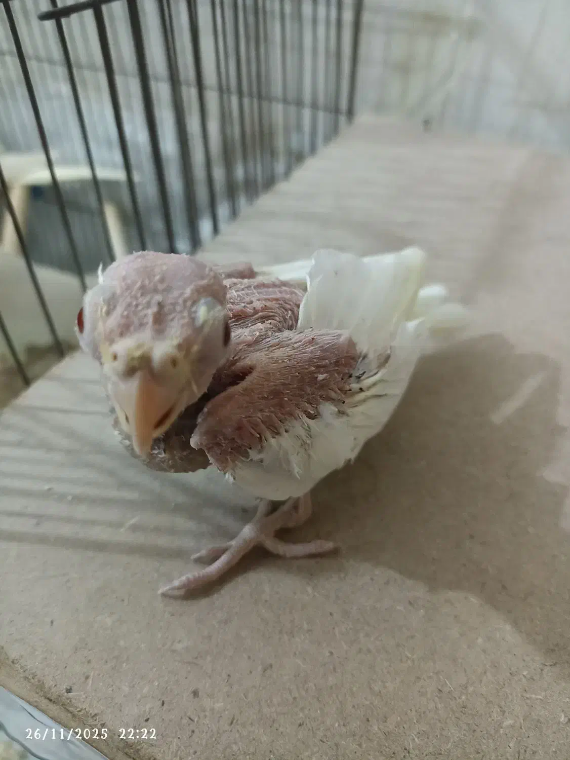 عروس لوتینو سرلاکی چشم شرابی|پرنده|بندر گناوه, |دیوار