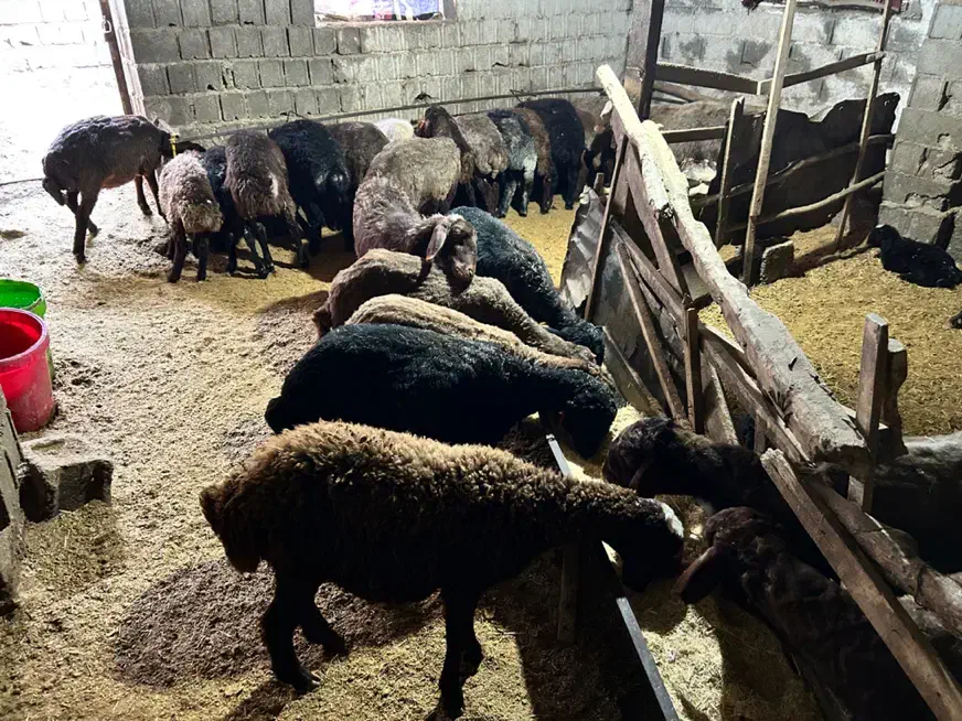 گوسفند بره هموهترو مال داشتی|حیوانات مزرعه|آمل, |دیوار