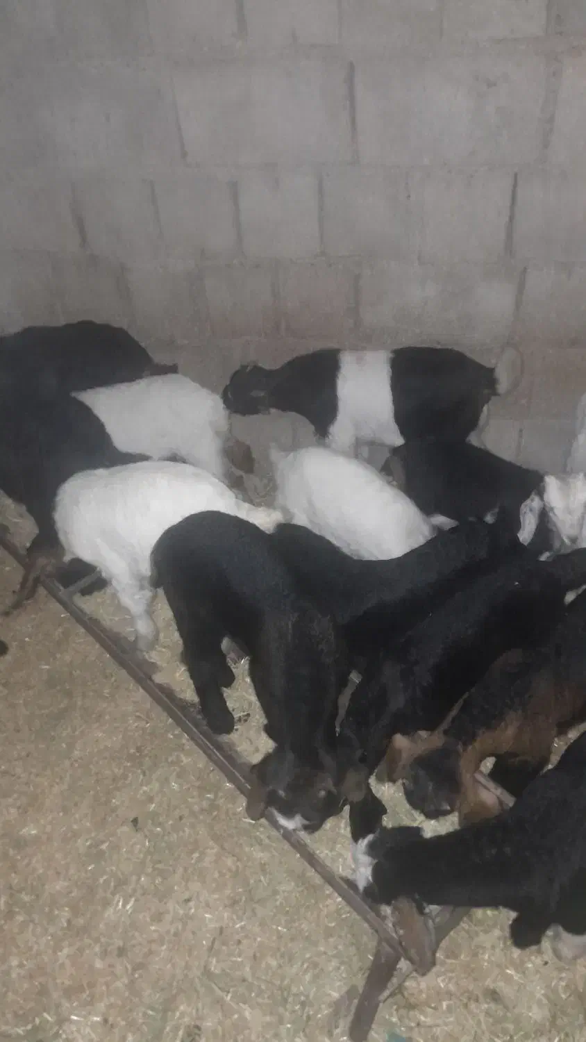 بزوبزغاله زرانگوش|حیوانات مزرعه|هندمینی, |دیوار