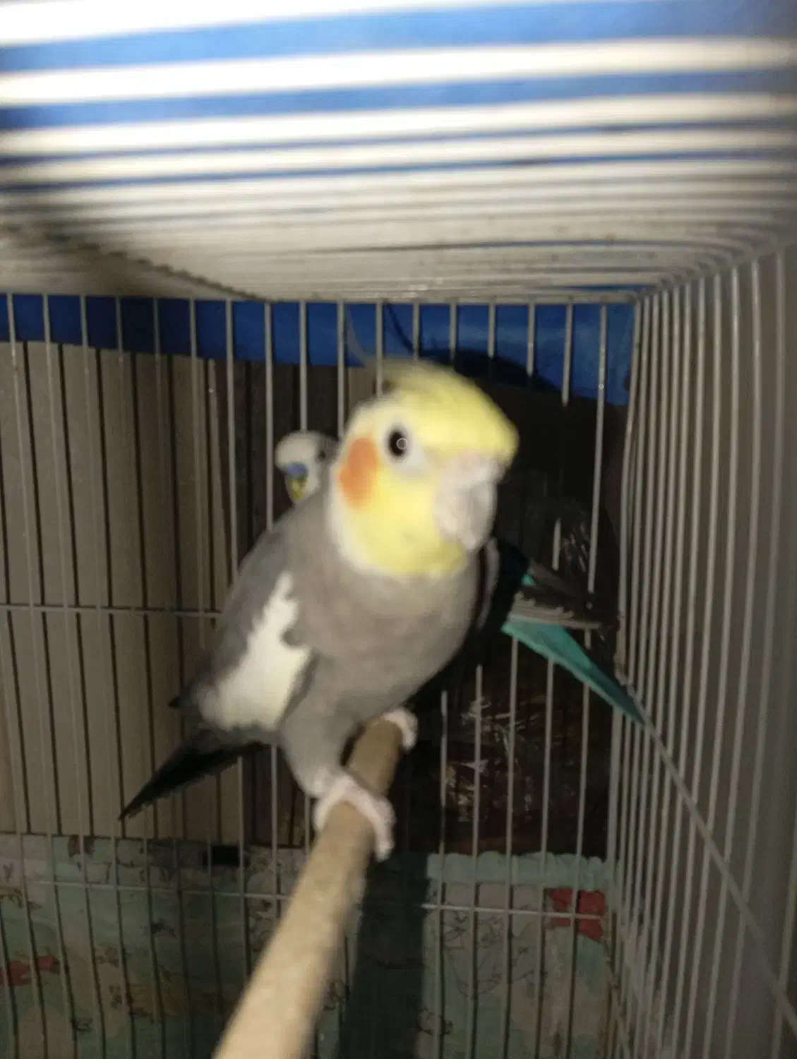 یک عدد عروس هلندی دستی سخنگو|پرنده|تربت‌حیدریه, یحیی آباد|دیوار