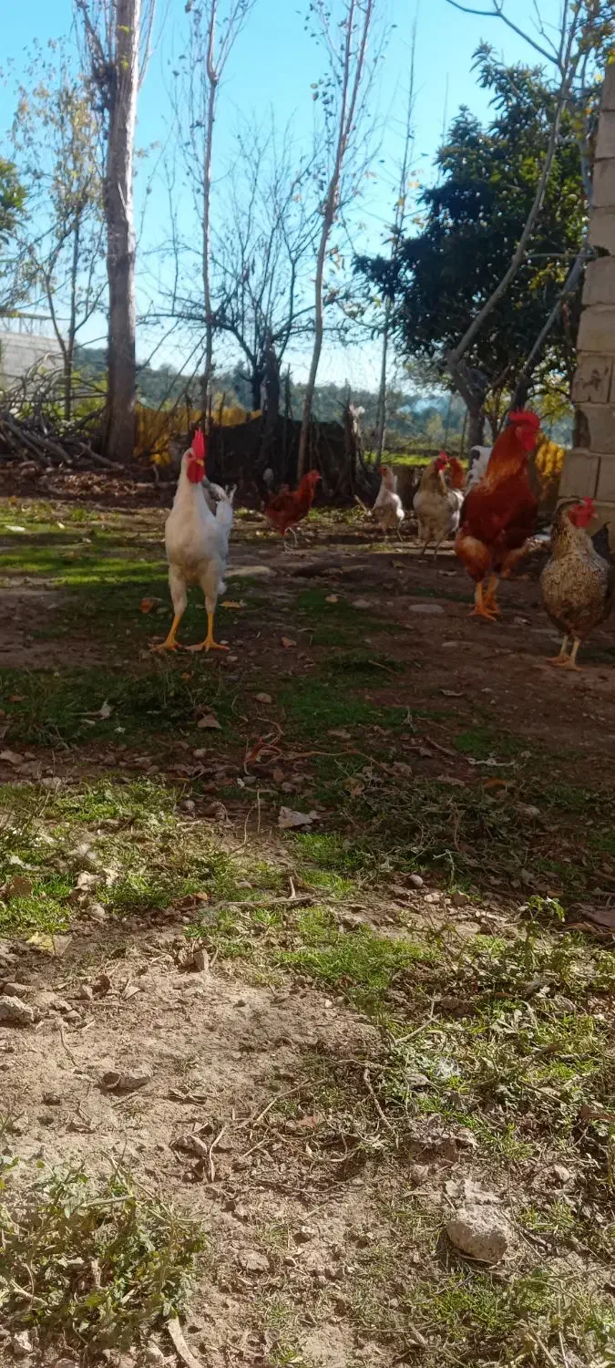 خروس  گلین|حیوانات مزرعه|قائم‌شهر, |دیوار