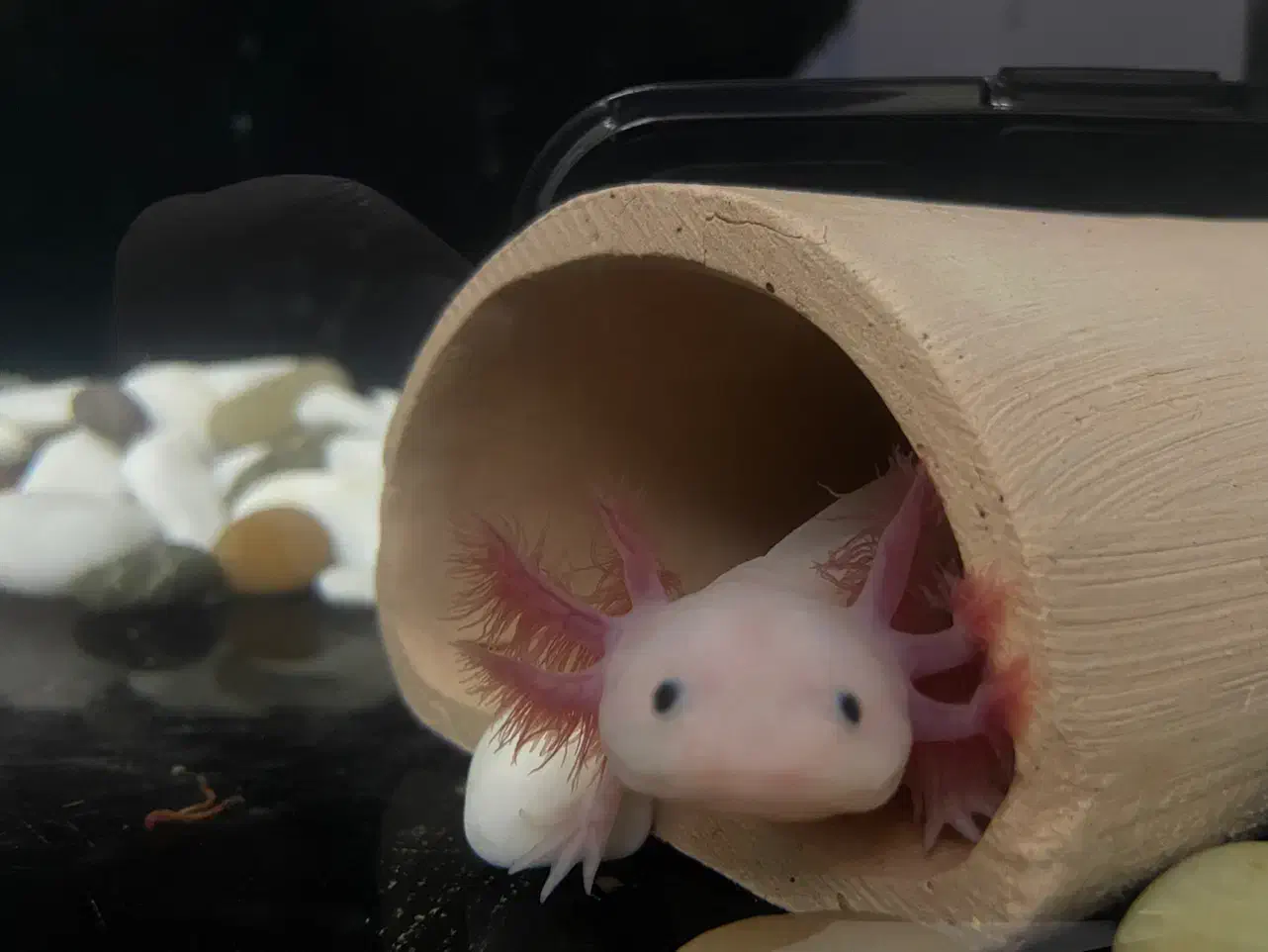 چنگیز|ماهی|یزد, |دیوار