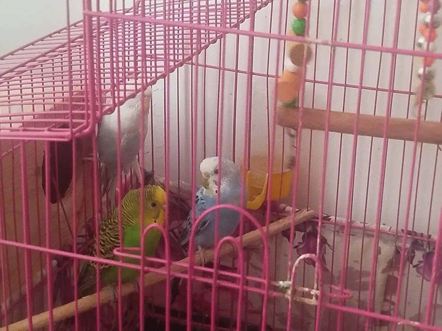 سه تا مرغ عشق تخم گذار|پرنده|ساری, |دیوار