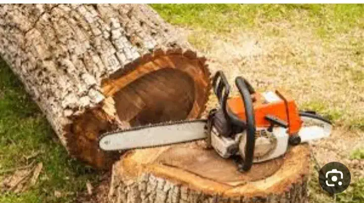 خریدارچوب وبرش درخت|خدمات باغبانی و درختکاری|شیراز, قصرالدشت|دیوار