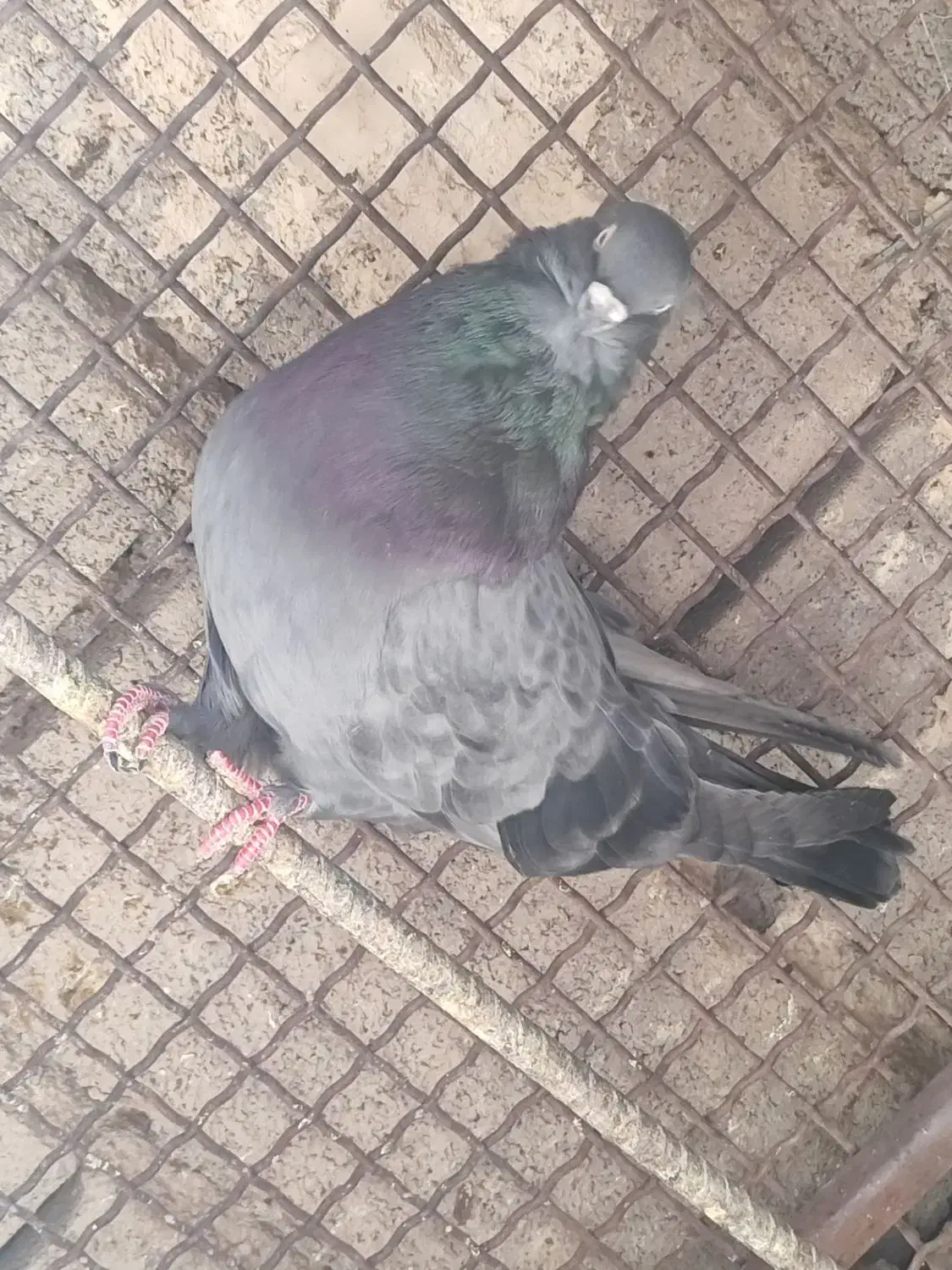 فروشی|پرنده|بم, |دیوار