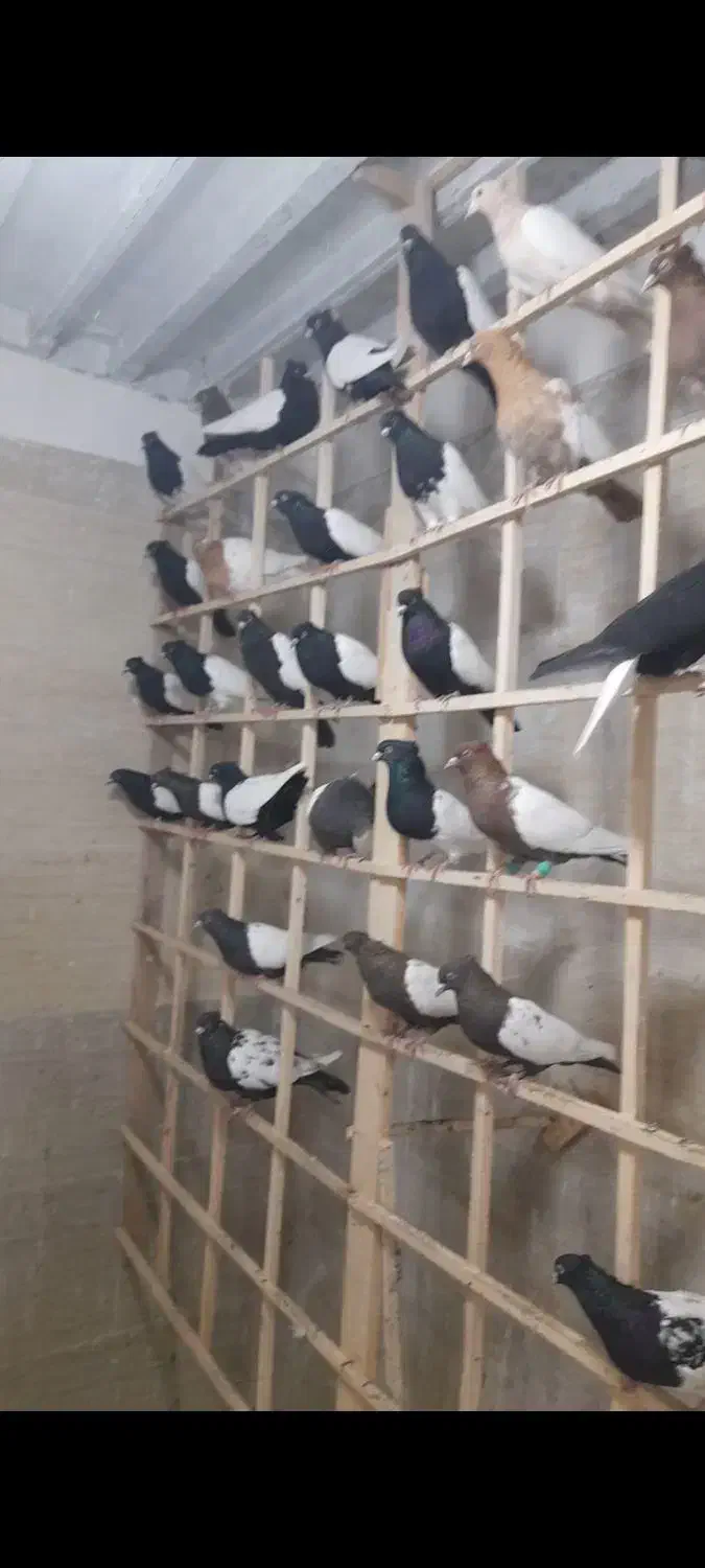 ماده رنگی همه خال جوان موجود|پرنده|مشهد, امیرآباد|دیوار