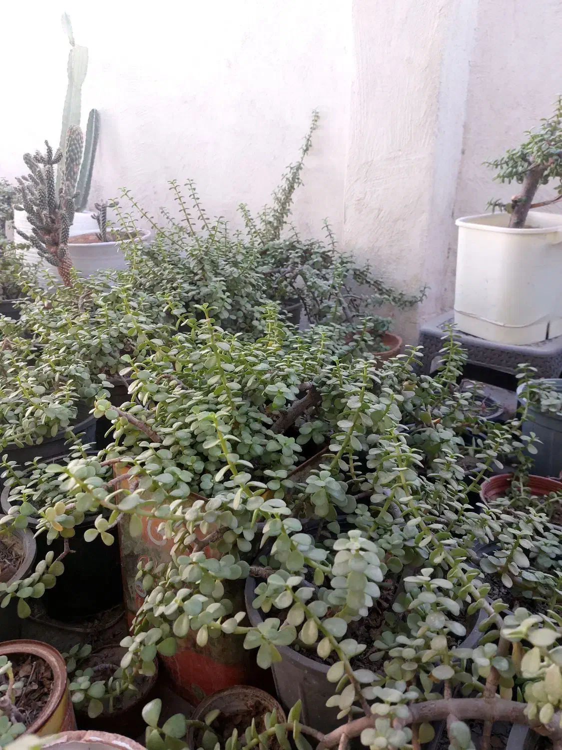 گل خرفه ای|گل و گیاه طبیعی|بندرعباس, |دیوار