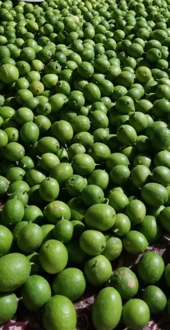 فروشگاه کشاورزی همه چیز برای رشدوتقویت محصولات شما|خدمات باغبانی و درختکاری|دوگنبدان, |دیوار