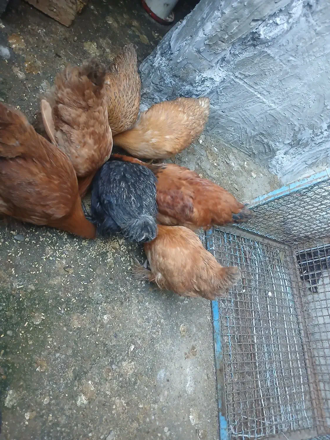 فروش فوری و به قیمت مرغ و خروس پا پر امپراطور اصل|حیوانات مزرعه|ساری, |دیوار