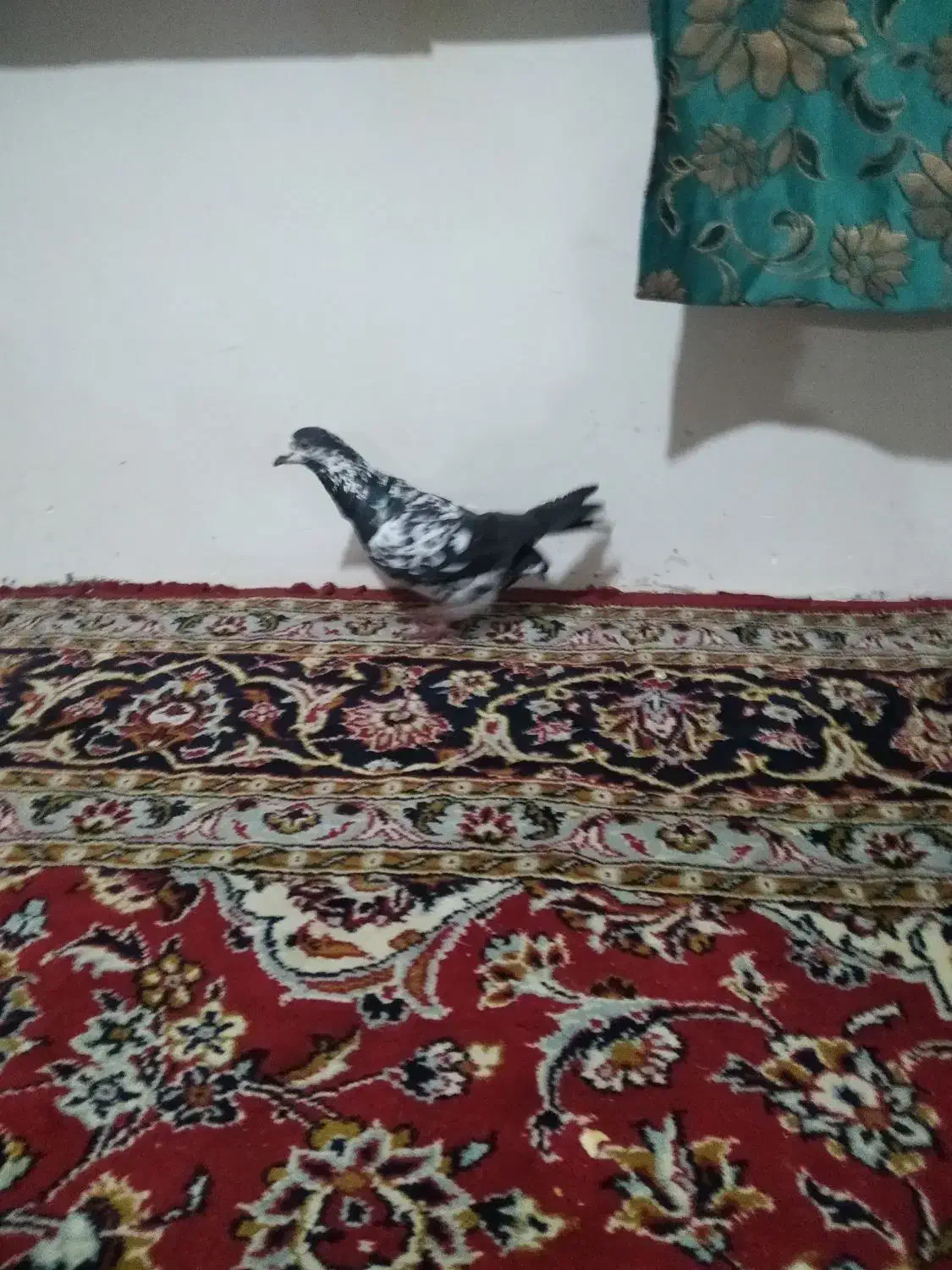 صید غروب|حیوانات|چناران, |دیوار