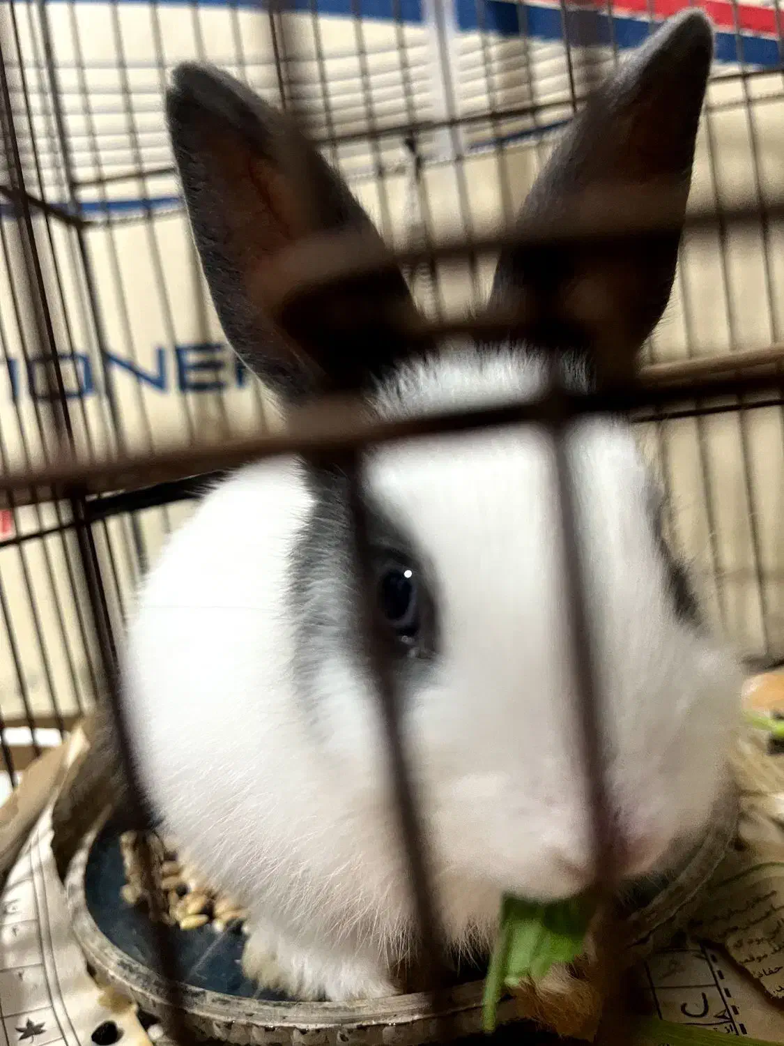 خرگوش کوچولو|موش و خرگوش|علیآباد کتول, |دیوار