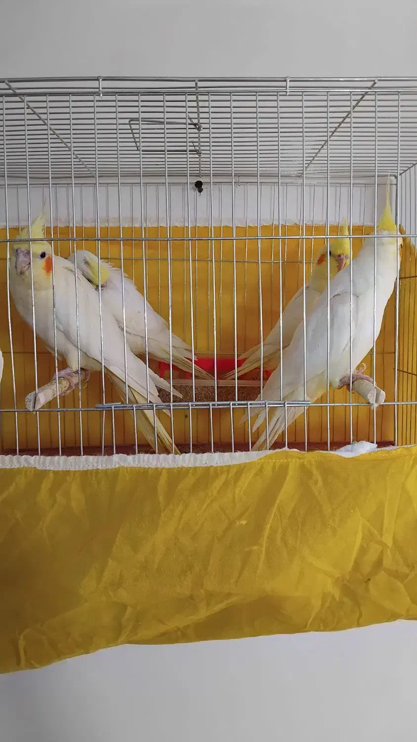 عروس هلندی بادوجوجه|پرنده|سلماس, |دیوار