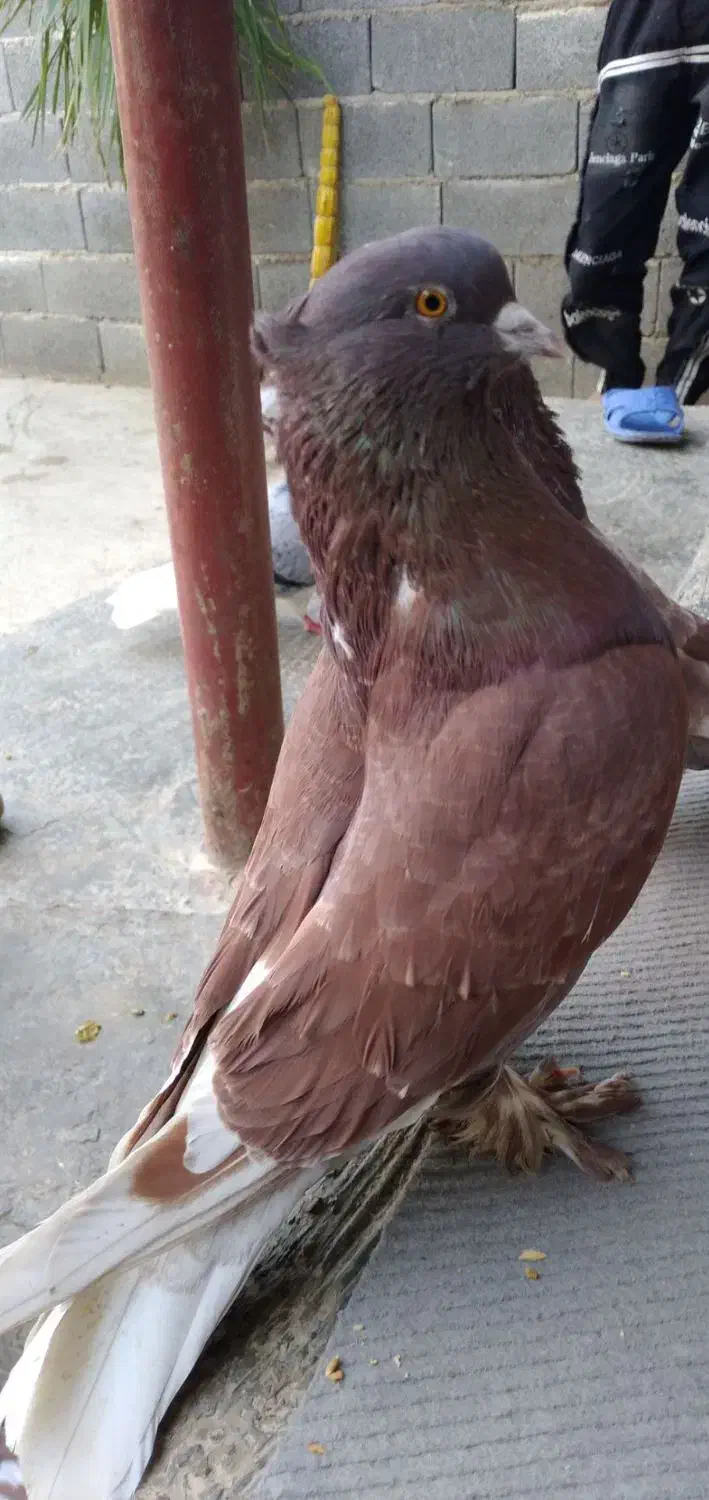 کبوتر سرخ|پرنده|فاضل آباد, |دیوار