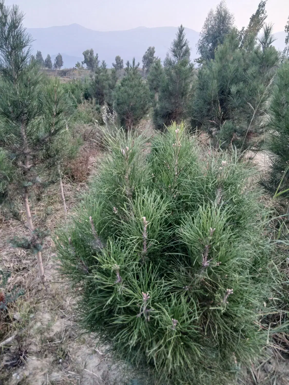 نهال کاج خمریی کاج سوزنی تهران .پالم|خدمات باغبانی و درختکاری|گرگان, |دیوار