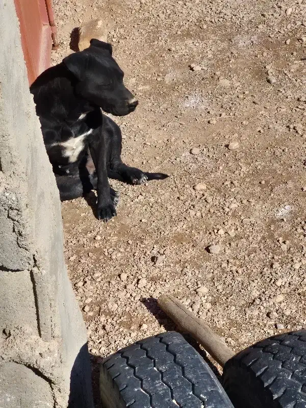 توله پیت بول مشکی اصیل|سگ|شاهینشهر, بوستان حافظ|دیوار