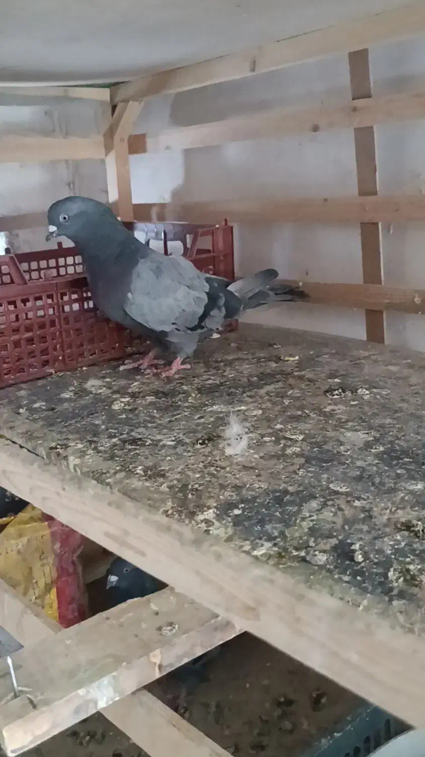 یه جفت سبز اصیل|پرنده|ریگان, |دیوار