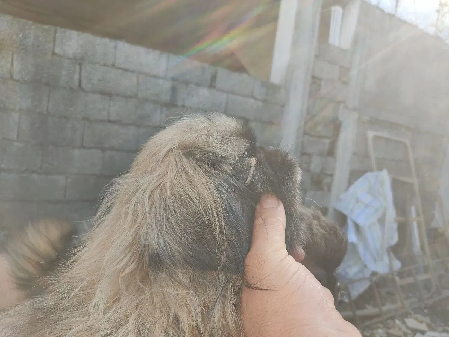 فوری فوری فروش ماده پیکنیز|سگ|بابلسر, |دیوار