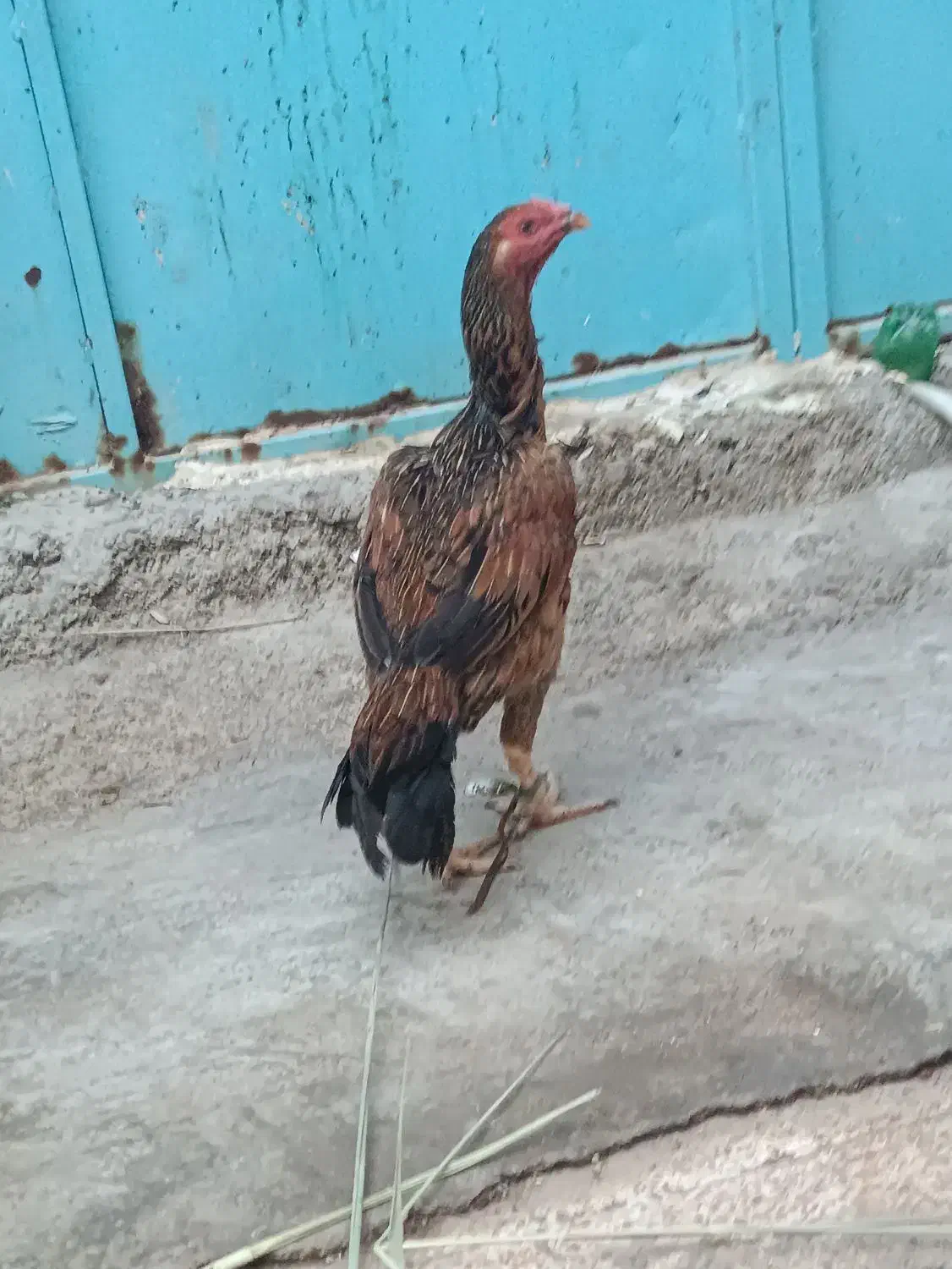 مرغ|حیوانات مزرعه|کنارک, |دیوار