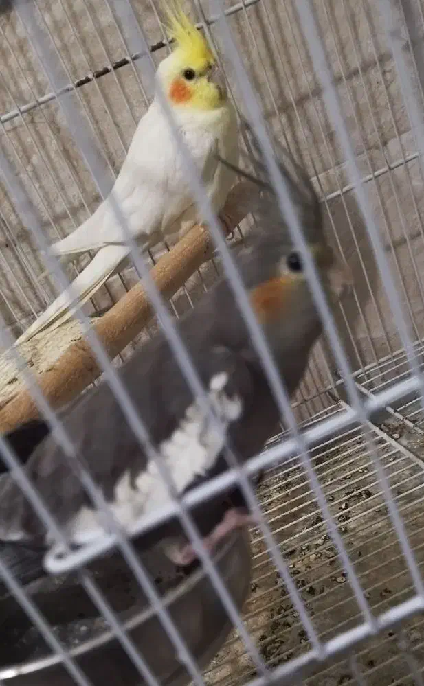 پرنده زینتی|پرنده|بندر دیر, |دیوار