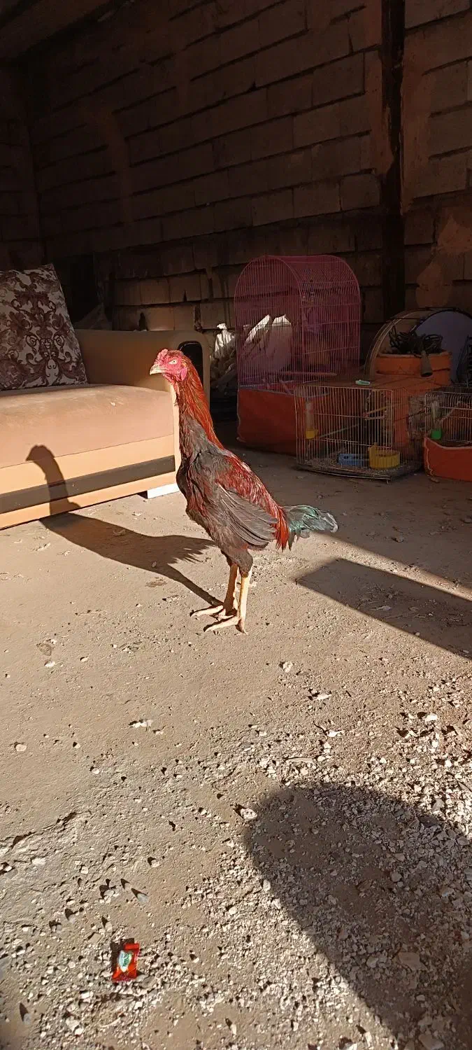 خروس لاری اصیل|پرنده|خوی, |دیوار