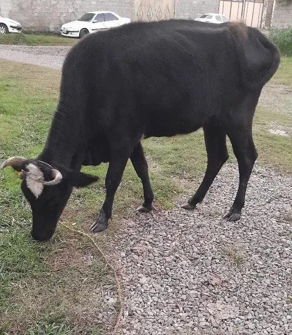 گاو گیل دورگ با گوساله ماده فقیر|حیوانات مزرعه|رشت, حومه رشت|دیوار
