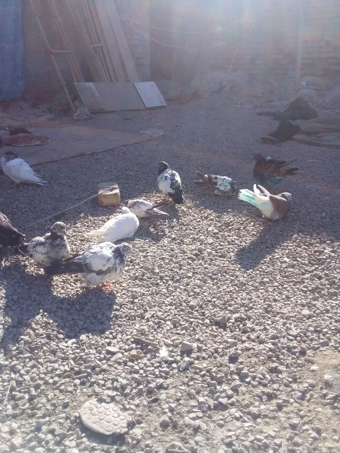 چندجفت کبوتر۰|پرنده|ایرانشهر, |دیوار