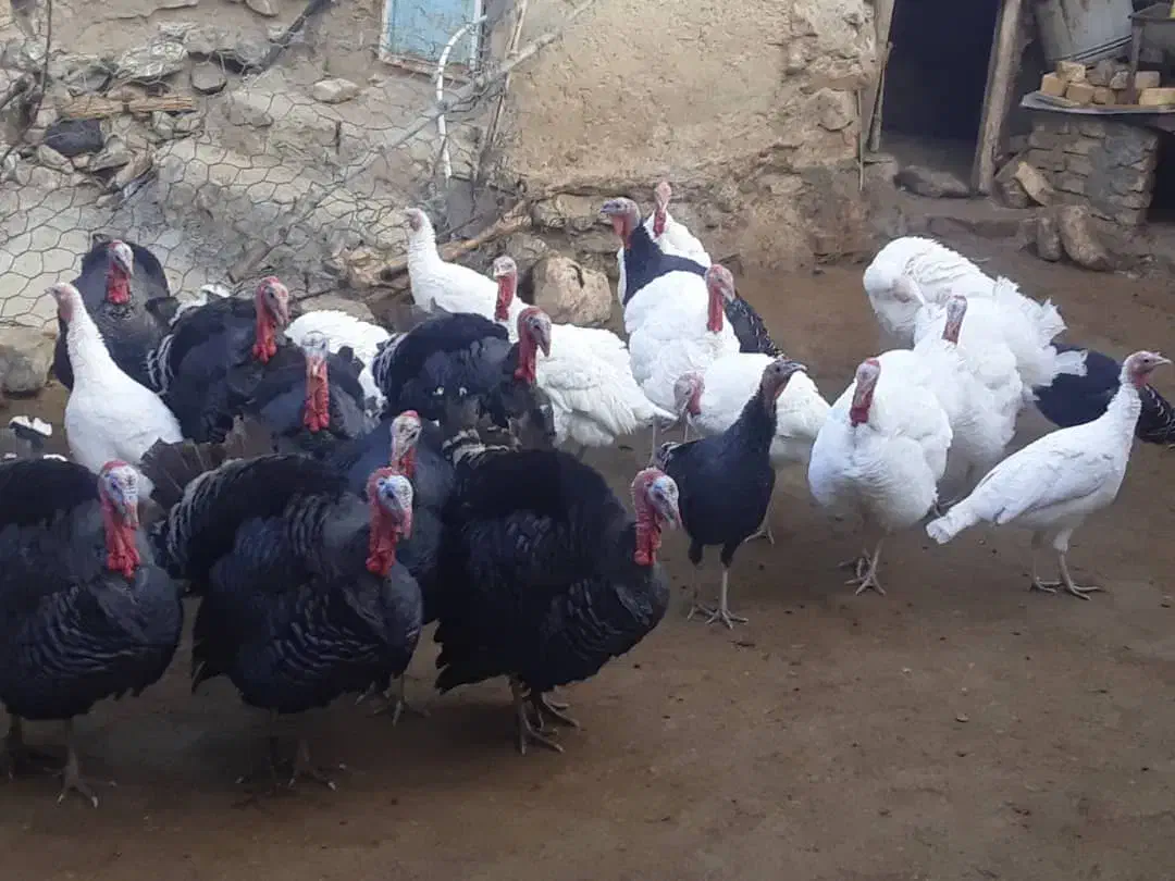 بوقلمون محلی|حیوانات مزرعه|بروجرد, |دیوار