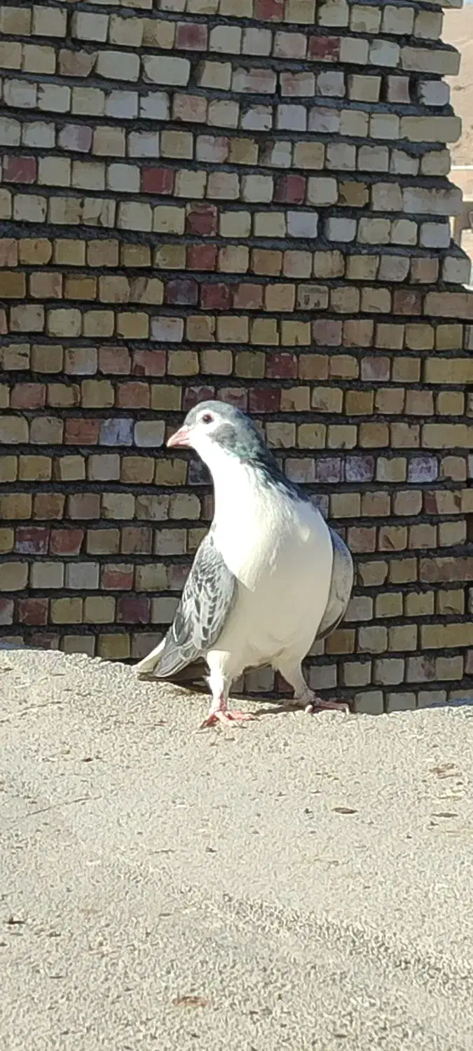 کفتر‌ساده‌طوقی‌سینه‌سیاه|پرنده|رضویه, |دیوار