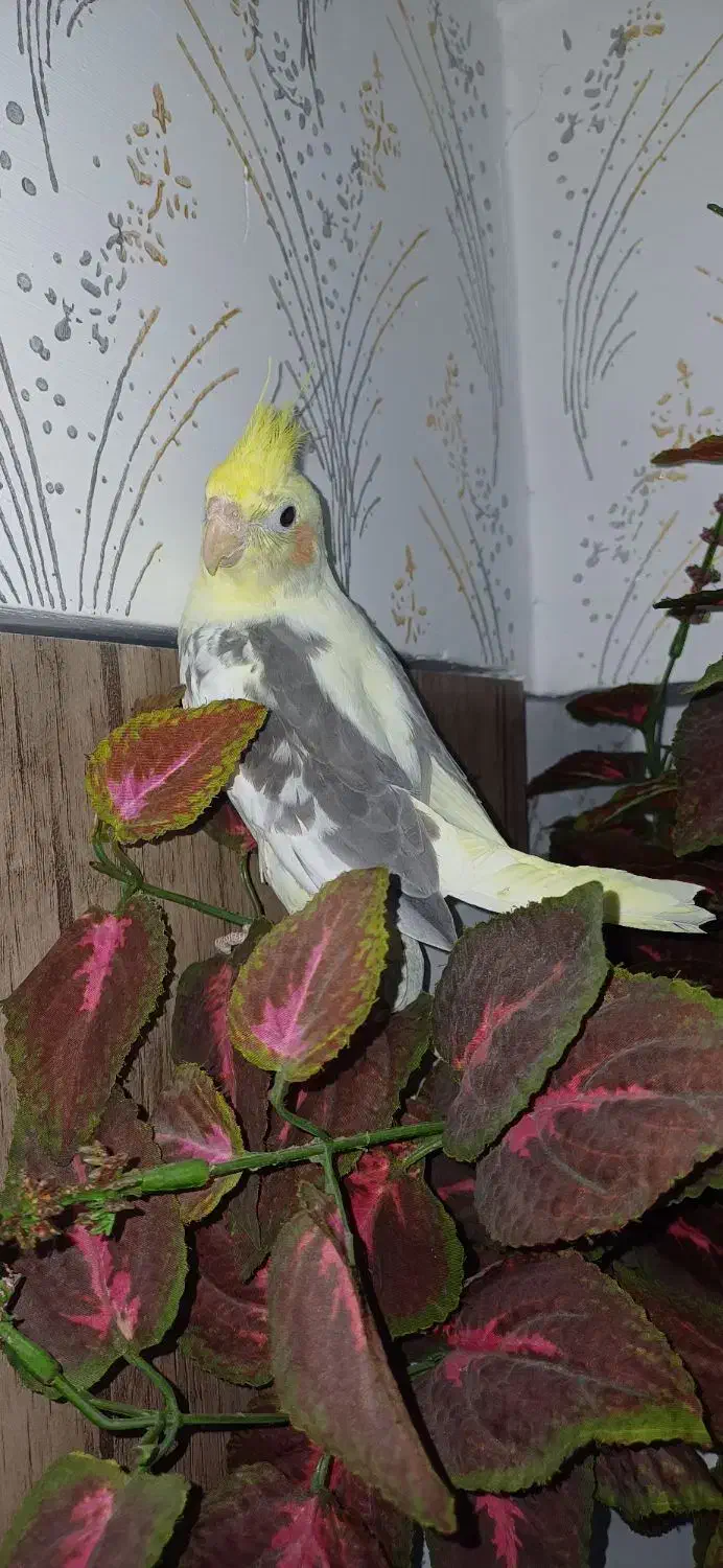 عروس هلندی ماده(لوتینو دوکت)۳ماه نیم.رام.و دستی|پرنده|لاهیجان, لیالستان|دیوار