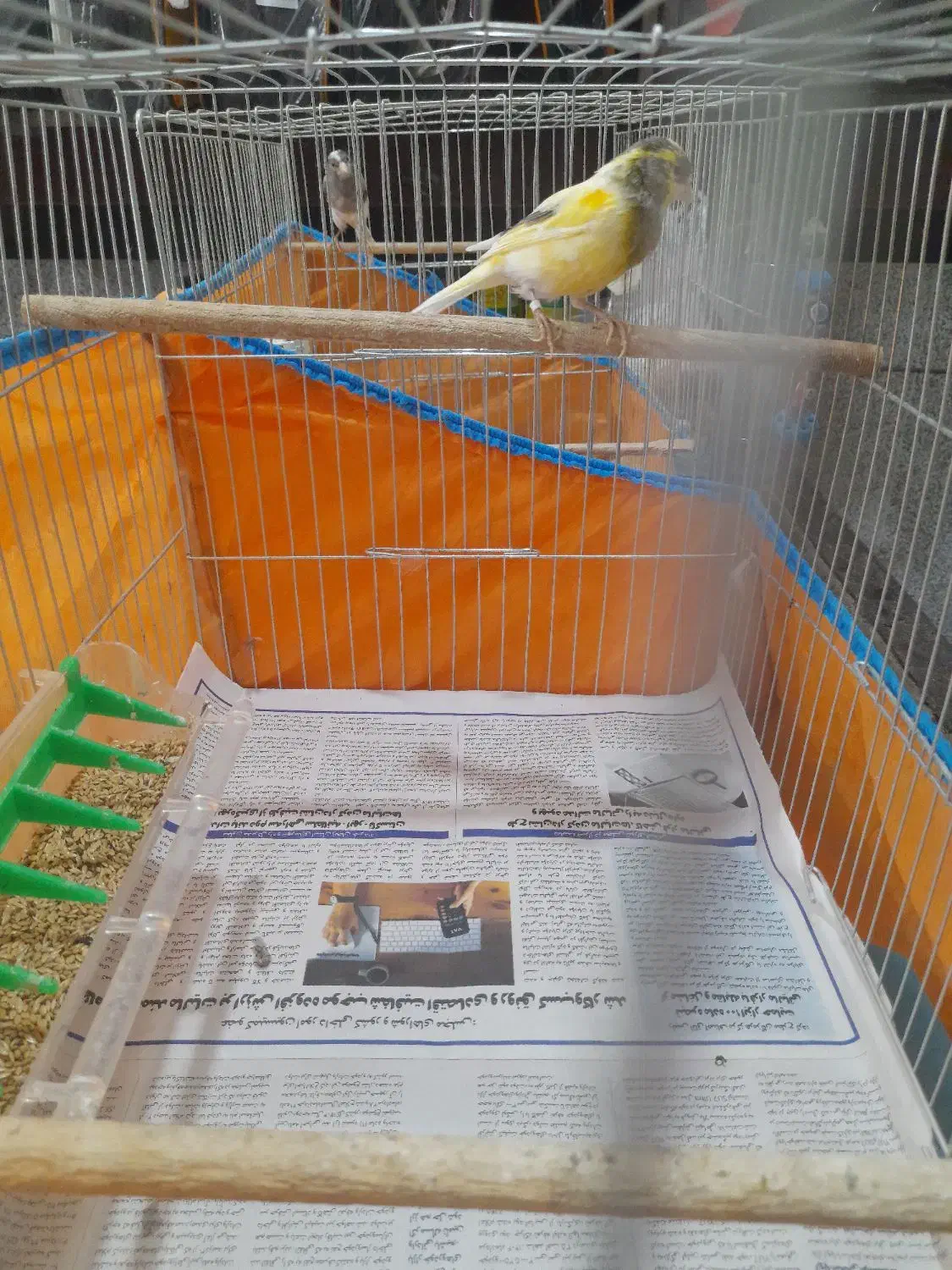 قناری مولد|پرنده|آمل, |دیوار