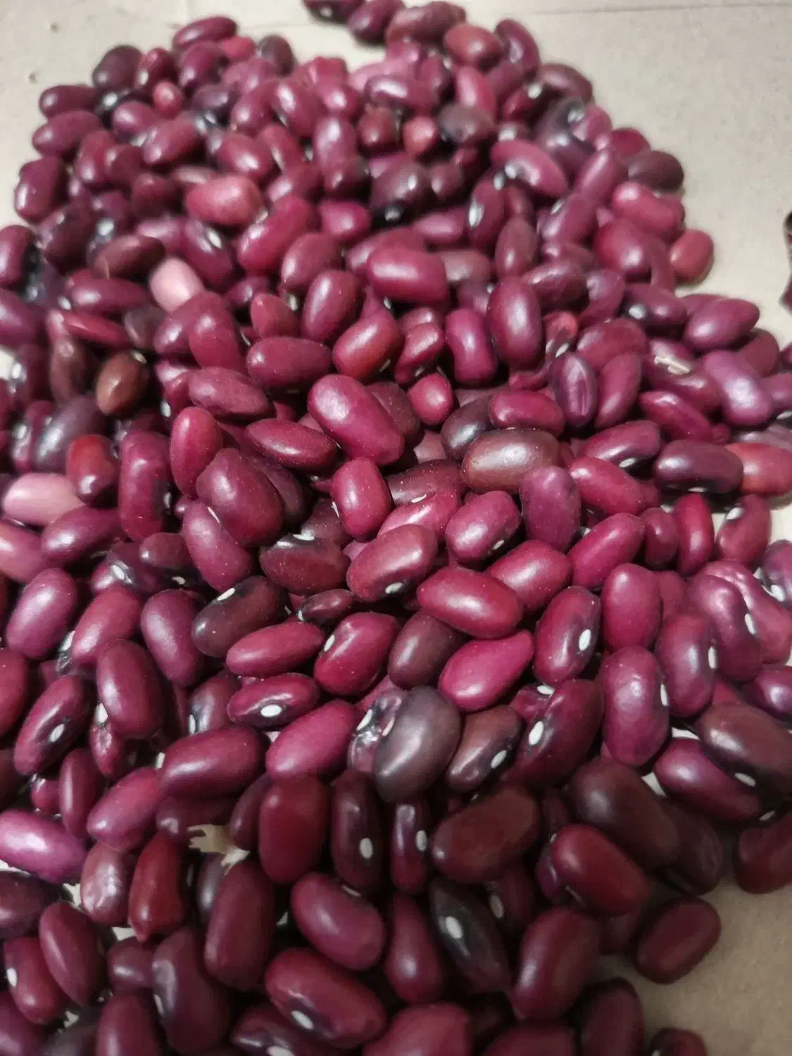 لوبیا قرمز بومی|خوردنی و آشامیدنی|فولادشهر, C4|دیوار