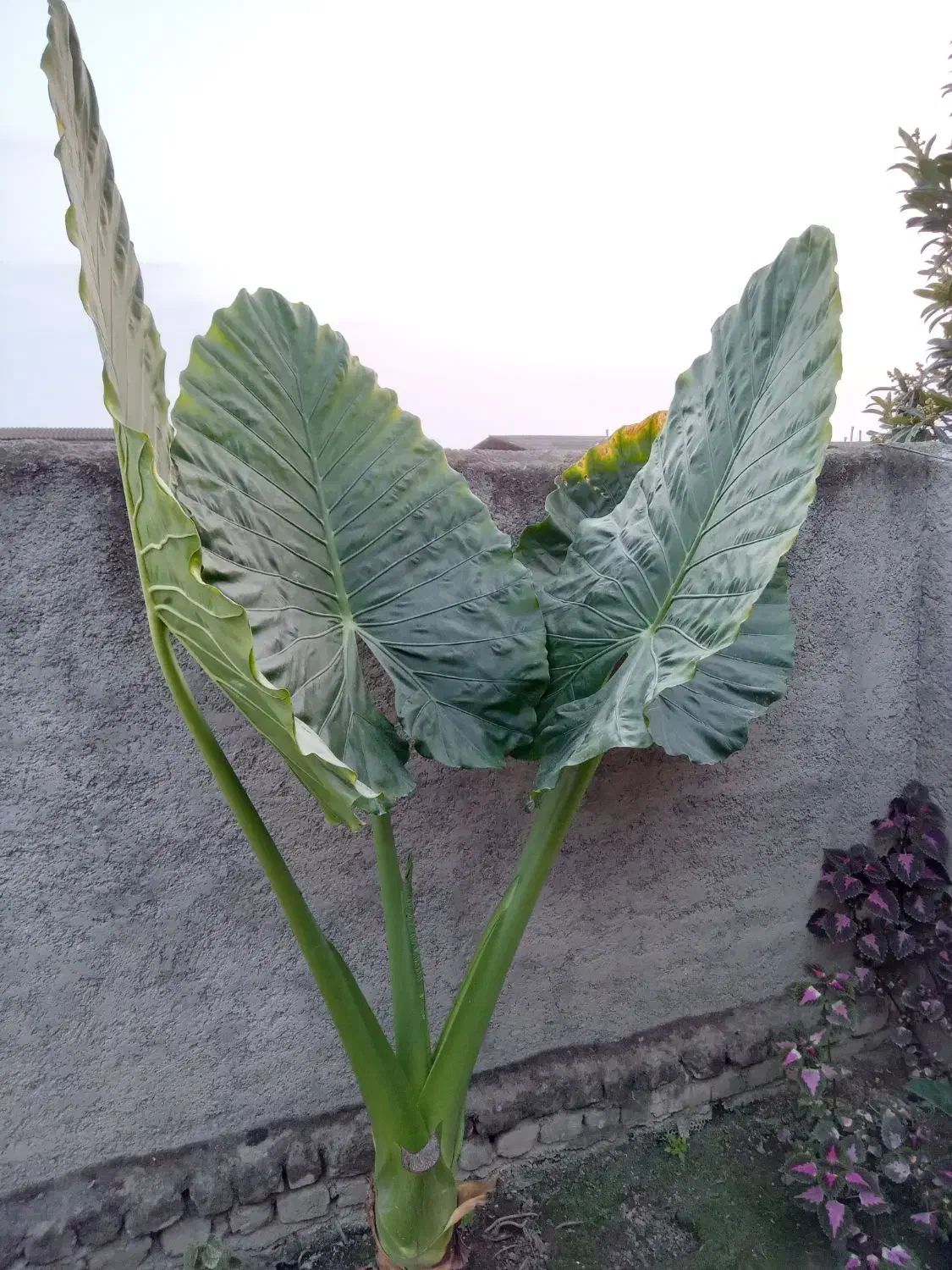 گل باباآدم بزرگ وکوچک|گل و گیاه طبیعی|گرگان, |دیوار