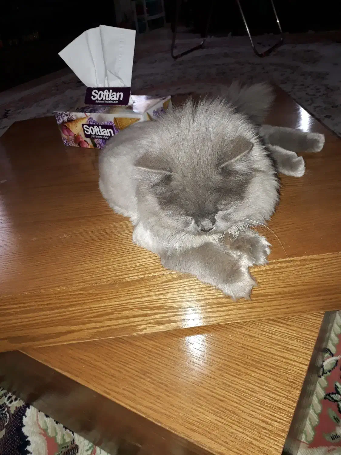 پیدا شده|گربه|حمیدیا, |دیوار