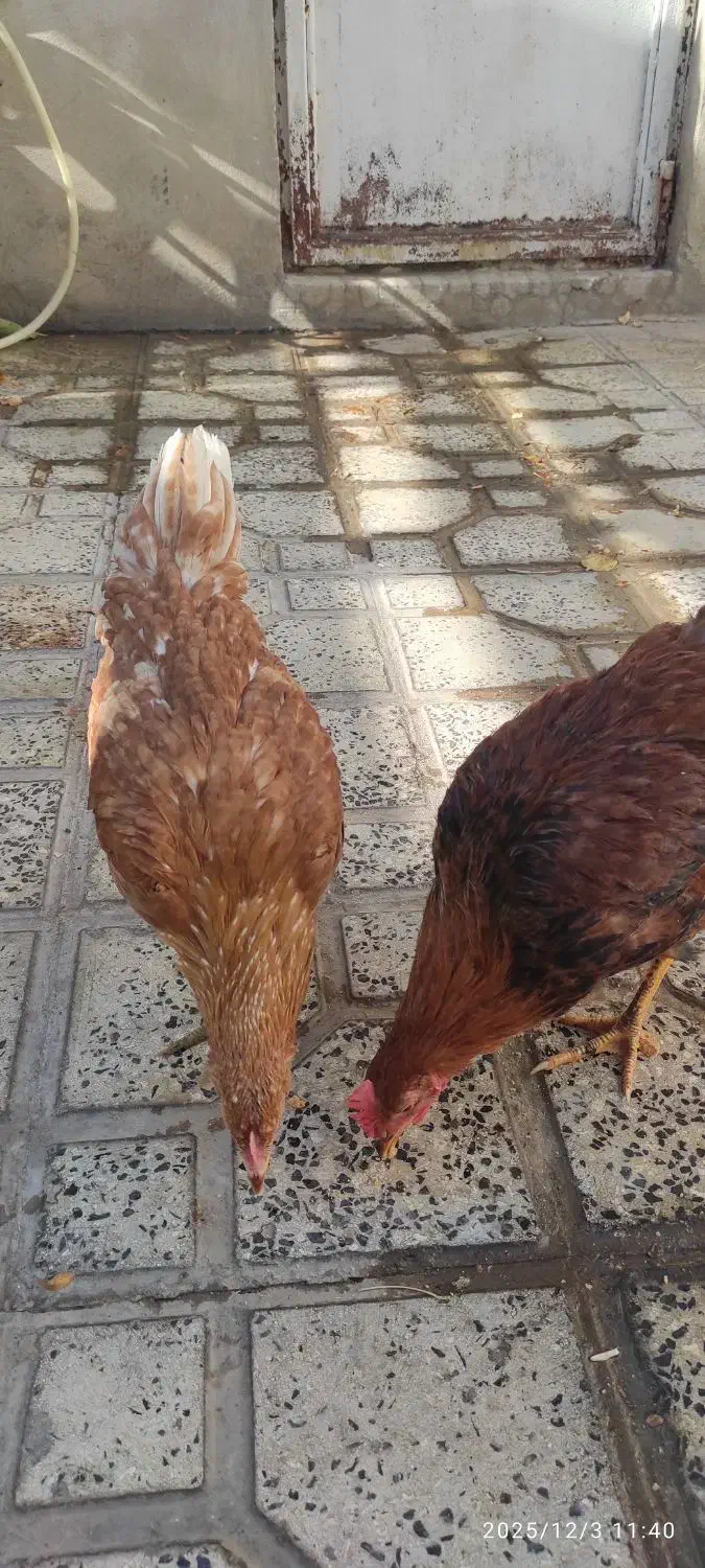 مرغ و خروس|حیوانات مزرعه|هرسین, |دیوار