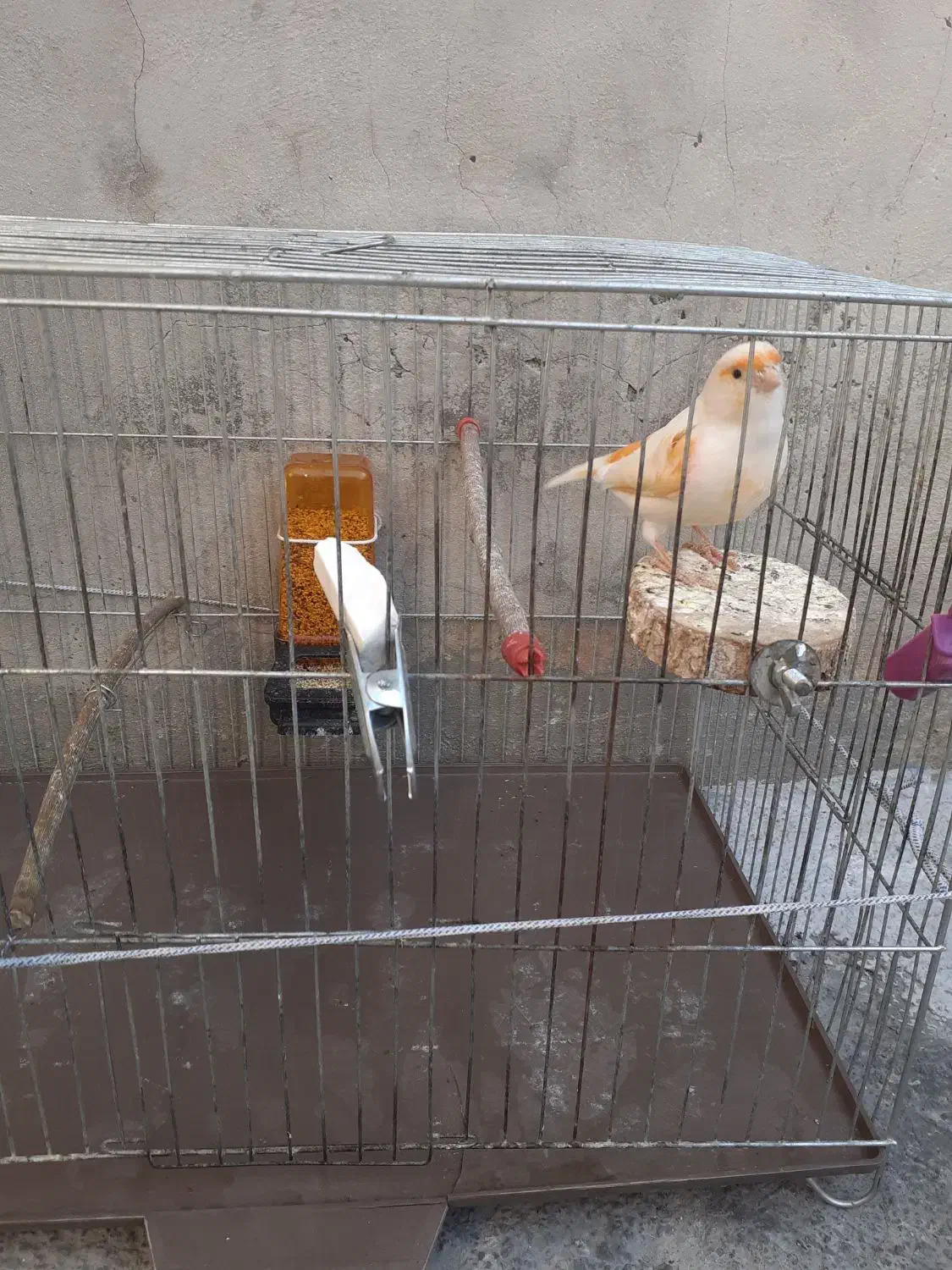 قناری نر مست|پرنده|دینور, |دیوار