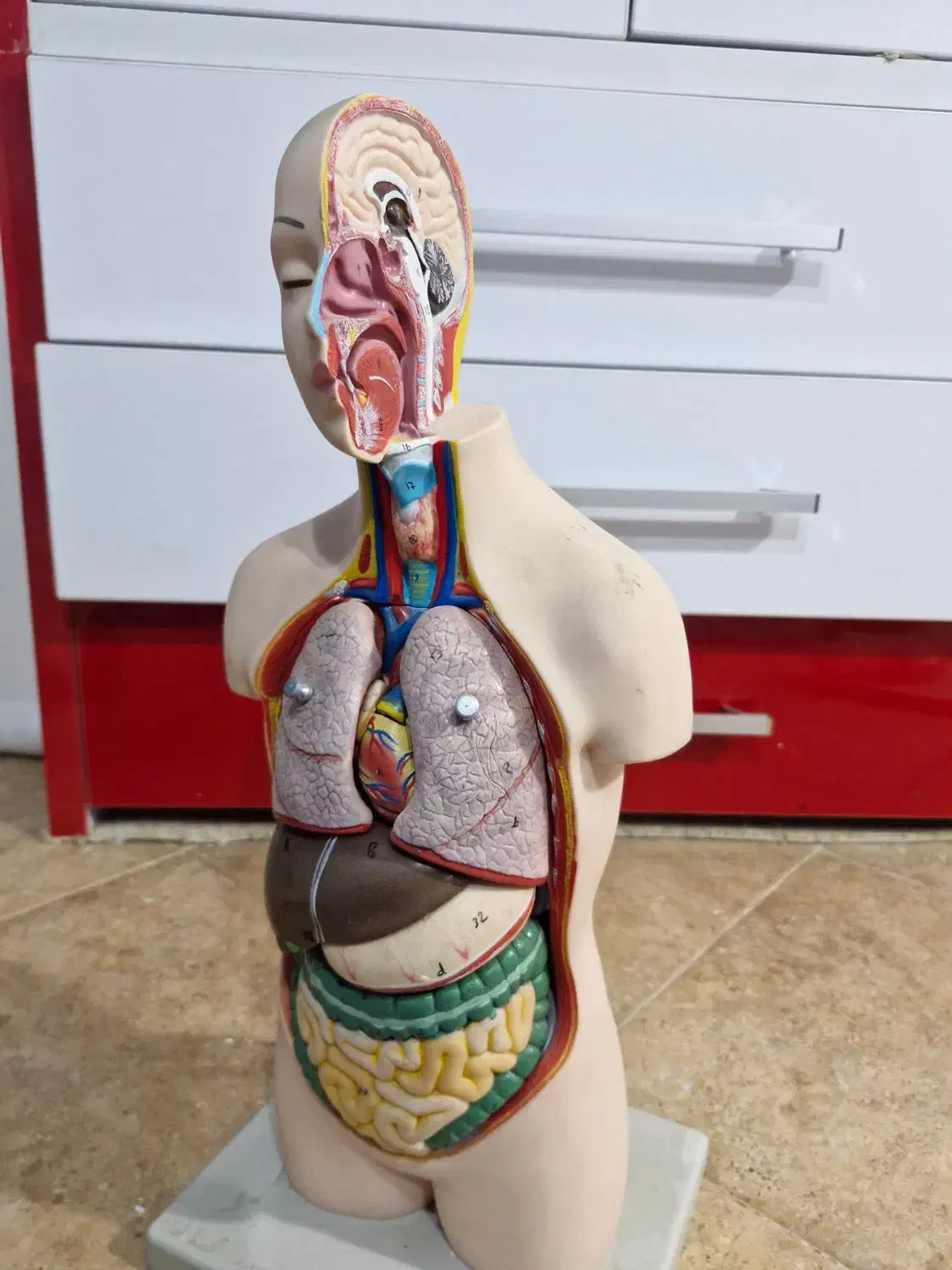 مدل های آموزشی اعضای بدن|لوازم التحریر|سنندج, |دیوار