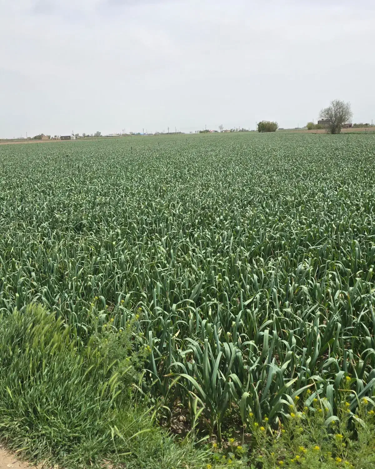 سیرشاهین دژکاشت شده|اجارهٔ دفتر صنعتی، کشاورزی، تجاری|پارسآباد, |دیوار