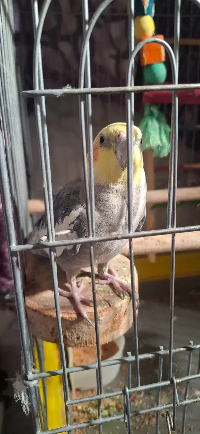 عروس هلندی ماده|پرنده|ایرانشهر, |دیوار