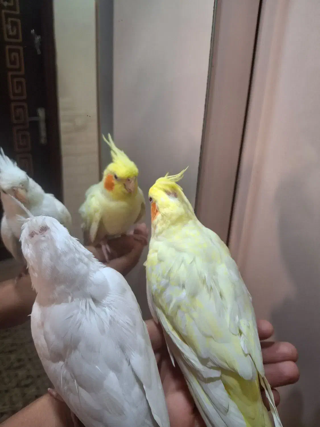 طوطی عروس هلندی لوتینو و البینو|پرنده|رشت, کوی مهر|دیوار