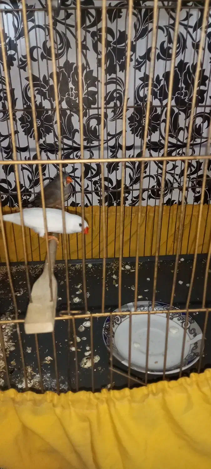 فنچ نرگسی شکلاتی با تخم و فنچ معمولی|پرنده|وحیدیه, |دیوار