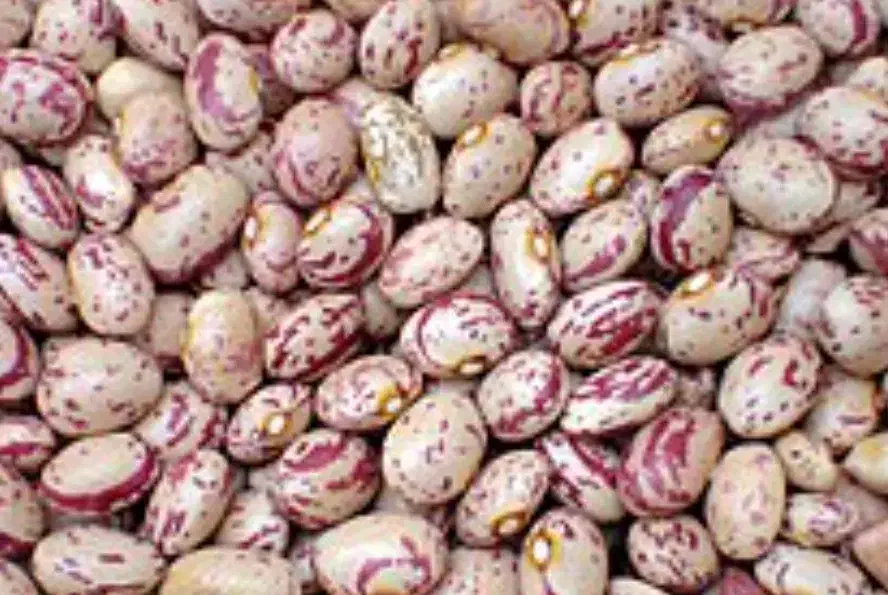 لوبیا چیتی|عمده‌فروشی|چالوس, |دیوار