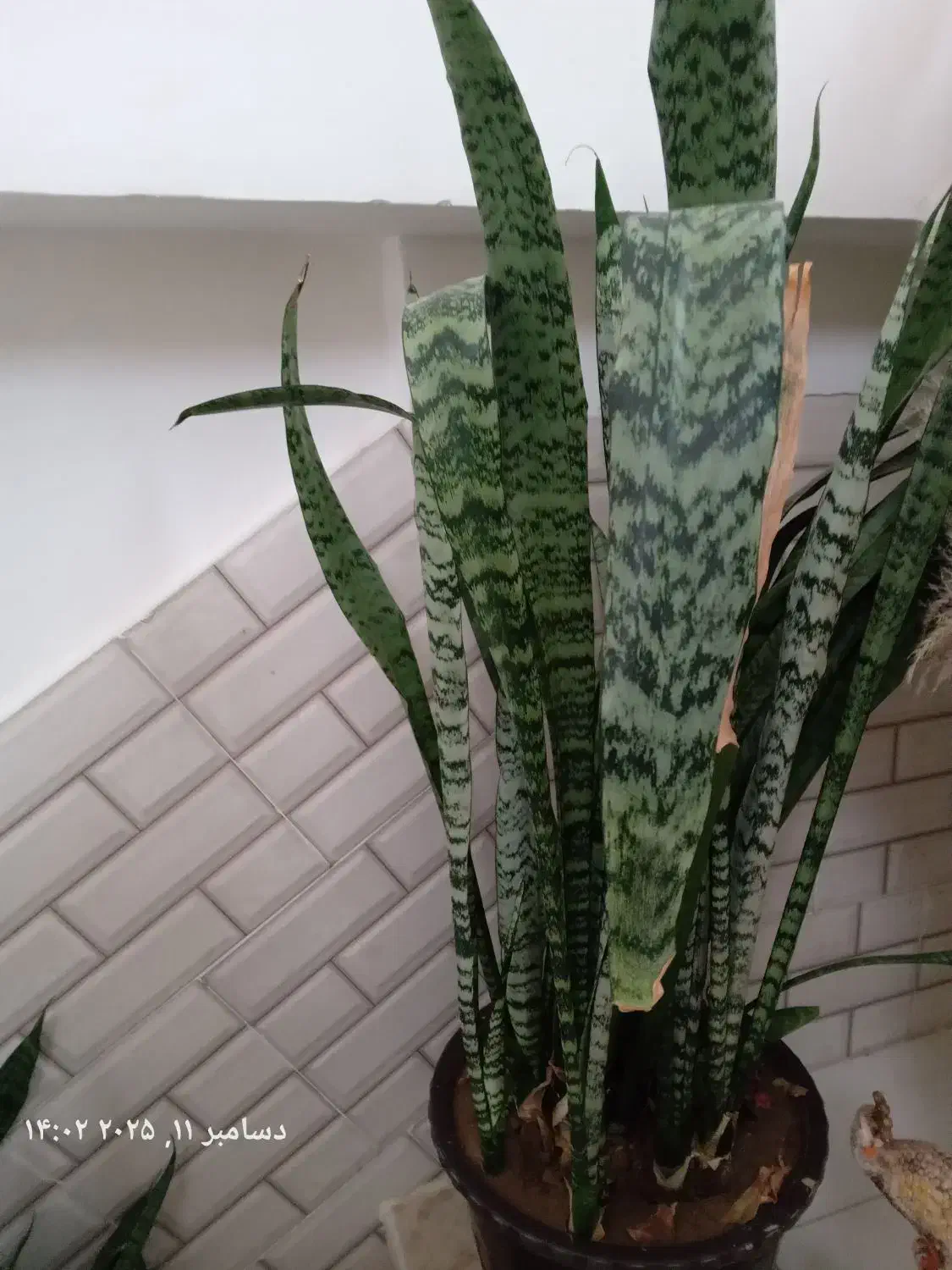 گل با گلدان|گل و گیاه طبیعی|گلپایگان, |دیوار