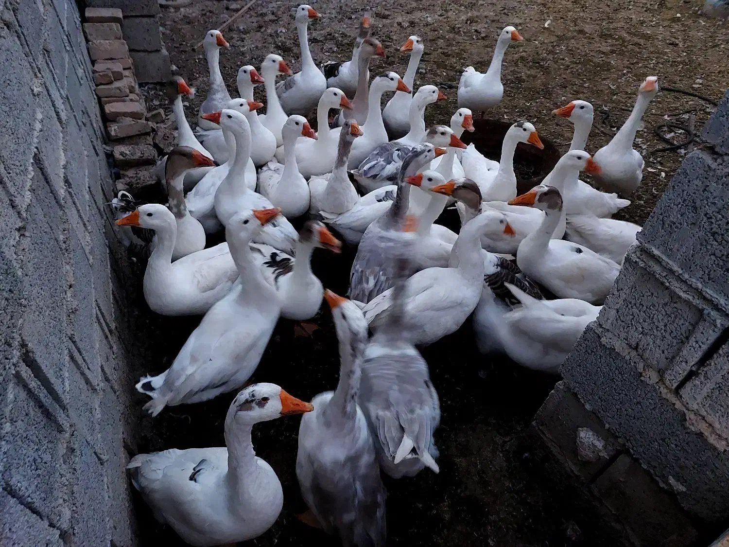 فروش غاز|حیوانات مزرعه|قشلاق دشت, |دیوار