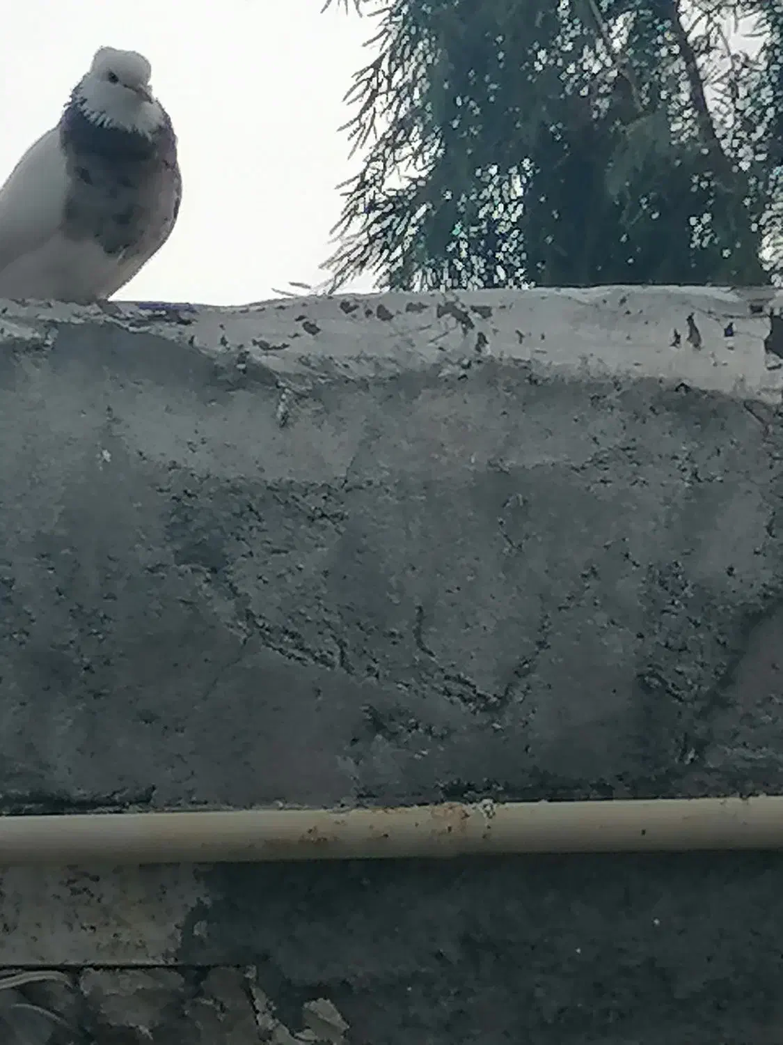 طوقی|پرنده|دهدشت, |دیوار