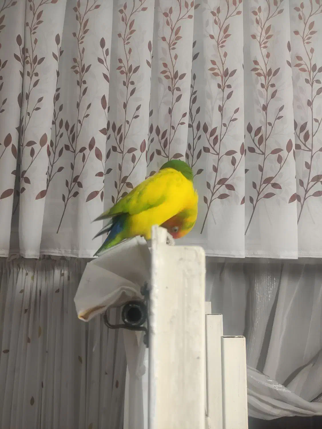 جفت برزیلی مولد بازدید صحنه معاوضه دارم|پرنده|صحنه, |دیوار