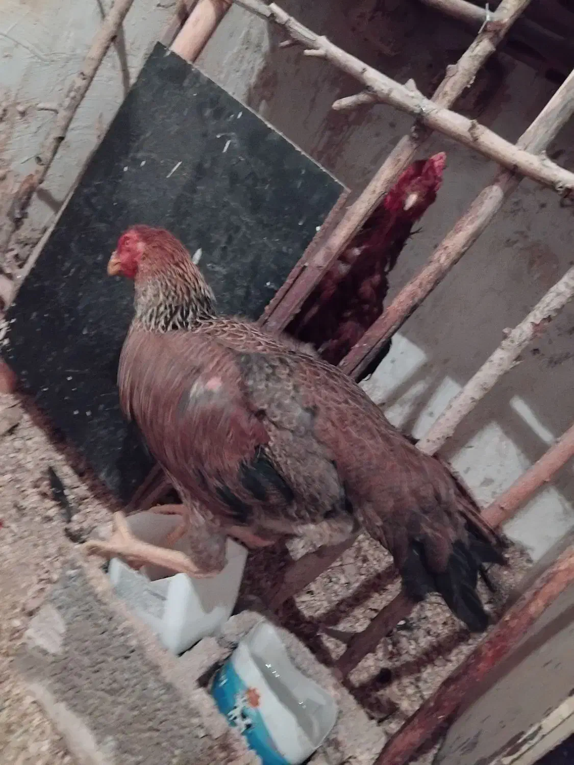 مرغ لاری|حیوانات مزرعه|آذرشهر, |دیوار